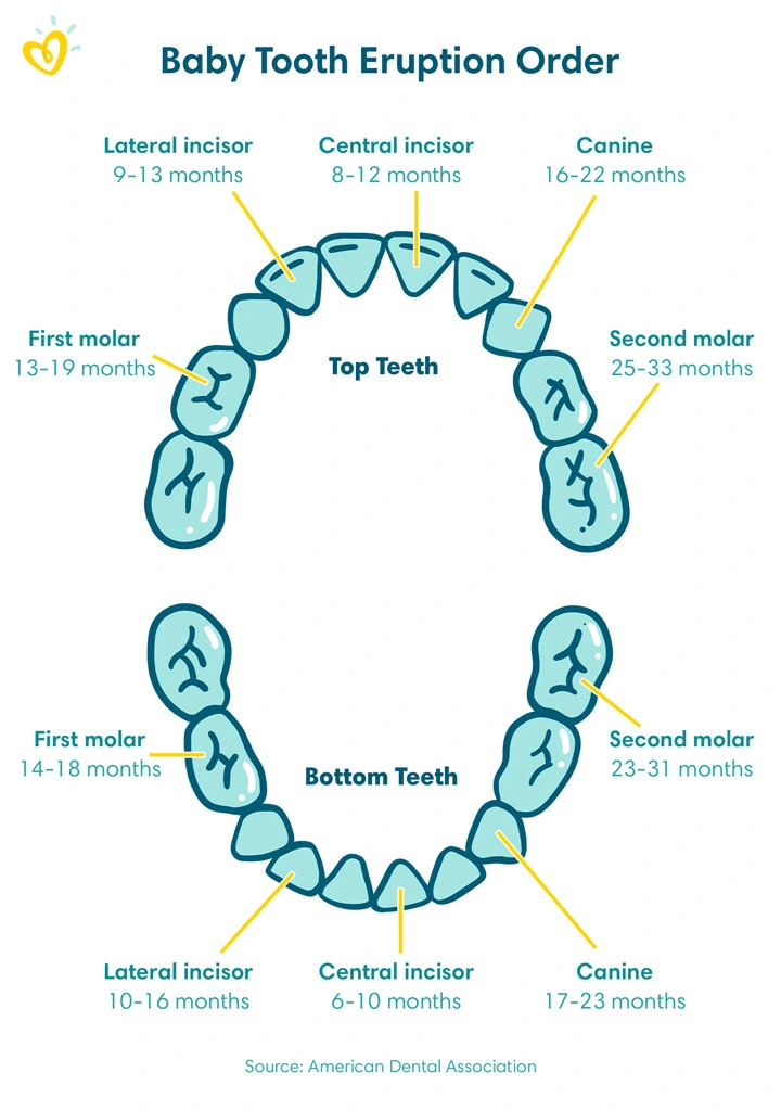 زمان درآمدن دندان شیری