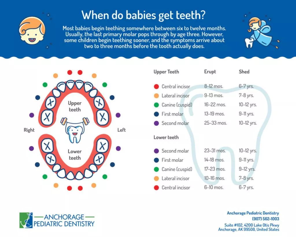 دندان شیری چه زمانی می افتد؟