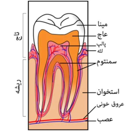 آناتومی دندان - مینا دندان 